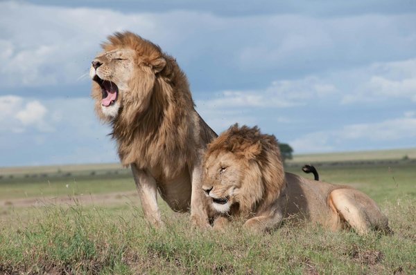 Comment organiser un camping pour observer les lions dans les réserves africaines?